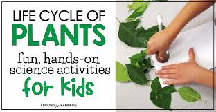 Plant Life Cycle Activities Fun Hands On Science For Kids