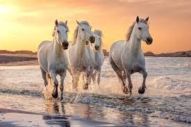 white horses images browse 5 151