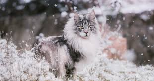 cat breeds made for winter weather