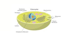 Prokaryote literally means before or primitive an eukaryotic cell is any cell or organism, plant or animal, possessing a clearly defined nucleus. Prokaryotes Vs Eukaryotes What Are The Key Differences Technology Networks
