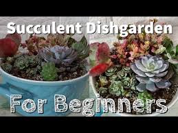 Diy Succulent Dish Garden For Beginners
