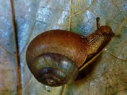 gastropod faqs including how to rid
