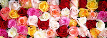 message with the right color roses