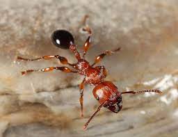 Ants In The Bathroom Get Rid Of Them