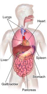 The organs located in the lower right quadrant of the abdomen are the liver, ascending large intestine and, in the female, the ovaries. Abdomen Wikipedia