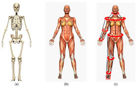 Major skeletal muscles of human body and interactions · they maintain body or limb position, such as holding the arm out or standing erect · they control rapid . Robotics Free Full Text Parallel Architectures For Humanoid Robots Html