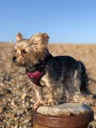 a guide to dog friendly portsmouth and
