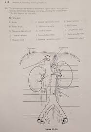 Anatomy of the cardiovascular system. Anatomy And Physiology Coloring Workbook Chapter 11 Answers