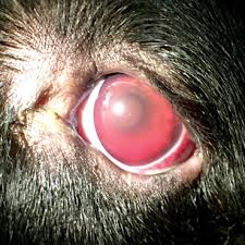 uveitis canine eye clinic