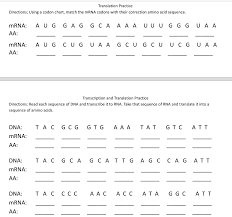 Transcription and translation worksheet answers | mychaume.com from mychaume.com tac gcg cct agg 6gg tgg mrna: Solved Replication Practice Directions Complete The Stra Chegg Com