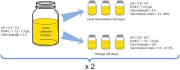 lactic acid fermentation of human urine