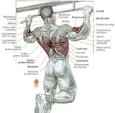 Pull Ups Vs Chin Ups Muscle Groups Stud Bar Ceiling Or