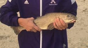 Some of the more common fish caught on san diego piers include sand bass, spotted bay bass, calico bass, halibut, leopard. Best Surf Fishing Spots Surf Fishing The Coast Of Southern California Coronado Beach Surf Fishing San Diego Beach