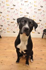 The labrastaff is not a purebred dog. Jax 2 Year Old Male Labrador Cross Staffordshire Bull Terrier Available For Adoption