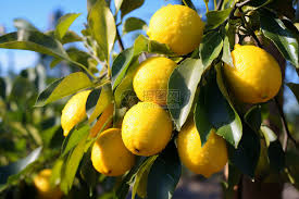 柠檬树上的柠檬高清图片下载-正版图片600442634-摄图网