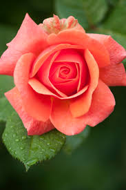 Image result for images of rose