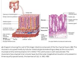 The undigested food (waste and water) are sent to the colon. Histology Of Digestive System Small Large Intestine Organs Associated With The Digestive Tract 21th Lecture May 19 Ppt Video Online Download
