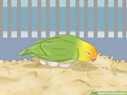 How To Breed Lovebirds 13 Steps With Pictures Wikihow