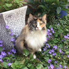 Zones, particularly early fall or late spring. Plants That Are Poisonous To Cats Protectapet