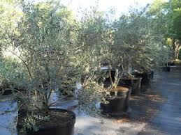 Olive Tree Growers Olive Tree Varieties Arbequina