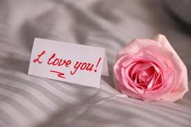 pink rose on bed closeup romantic message