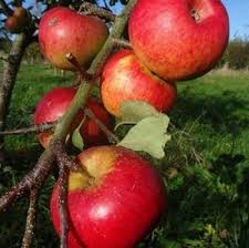 Plant against a warm, sunny wall or use as a garden divider. Organic Bountiful Apple Trees Harrod Horticultural