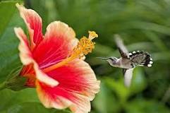 where-is-the-best-place-to-see-hummingbirds