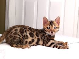 Imperial star kittens have it all! Baby Bengal Cat Baby Bengal Kitten