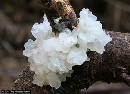 tremella mycology4you information and