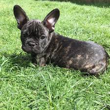 Full kc reg black slight brindle really chunky pup from a litter of 4 carring blue dads blue stunning shape no tail no breathing problems both mom and dad are my pets can be seen. Brindle French Bulldog Puppies Askfrenchie Com