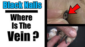 how to cut black dog nails locating