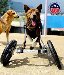 dog wheelchair for front legs k9 carts