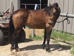 She is broke, stands to be brushed, gets a little antsy. Horse Color Guide Mustang Horses In Almost Every Color With Photos Helpful Horse Hints