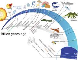 Evolution Of Life Read Biology Ck 12 Foundation