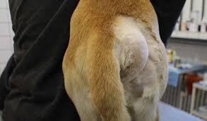 dog glands problems signs causes