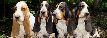 Find basset hound puppies and breeders in your area and helpful basset hound information. Basset Hound Puppies Stonewall Farm Bassets In Ava Mo