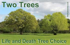 two trees ilrate s desire and