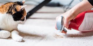 pet stain odor raleigh nc steam
