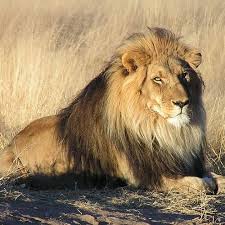 See more of african big cats safaris on facebook. African Cats List List Of African Wild Cats Cats For Africa