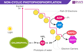 Cyclic Photophosphorylation Noncyclic