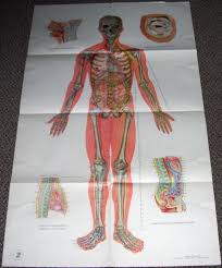 Anatomical Charts Of The Acupuncture Points And 14 Meridians