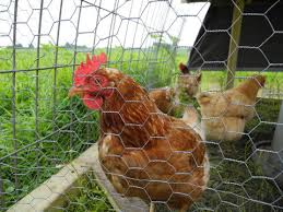 Check spelling or type a new query. Raising Chickens For Eggs Umn Extension