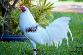 Cuban Game Fowl Game Fowl Chickens Roosters Chicken
