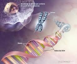 Conclusión - Enfermedad Genetica