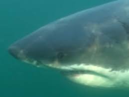 Great white shark stalking US coast 'is ...
