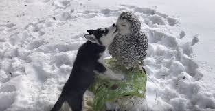 Preparing for the addition makes the transition much better for everyone involved. Most Adorable Video Ever Bffs Snowy Owl Husky Pup Lick Preen And Play With Each Other Environews The Environmental News Specialists