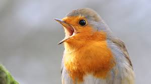 quiz learn uk bird songs pas