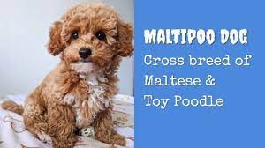 maltipoo dog an awesome cross of