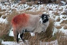 what-does-red-spray-on-sheep-mean