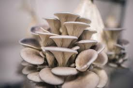 how to grow oyster mushrooms the
